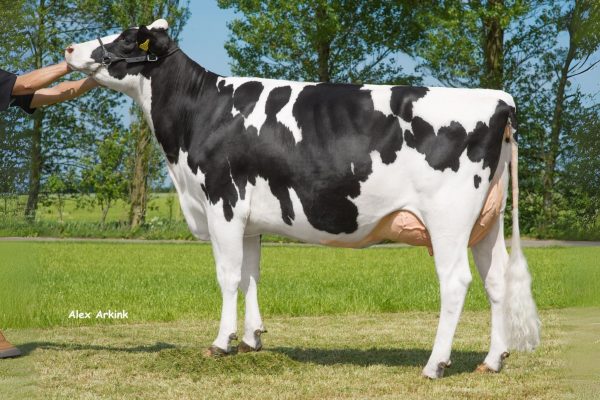 Grootmoeder Skalsumer Pietje 981 van de zwartbonte Holstein Frysian stier Wideview Paw Patrol