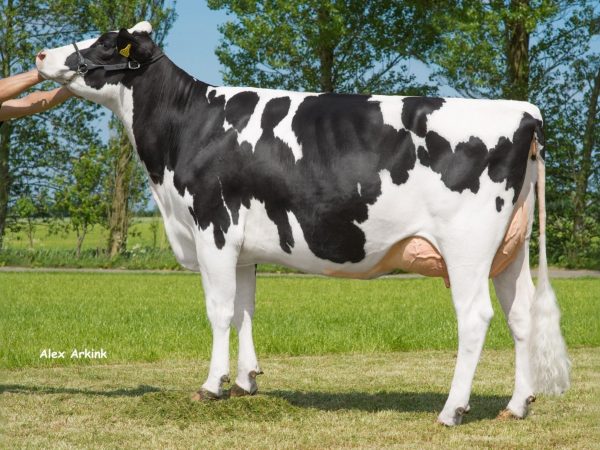 Grootmoeder Skalsumer Pietje 981 van de zwartbonte Holstein Frysian stier Wideview Paw Patrol