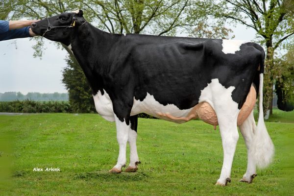 Moeder Skalsumer Pietje 1055 van de zwartbonte Holstein Frysian stier Wideview Paw Patrol