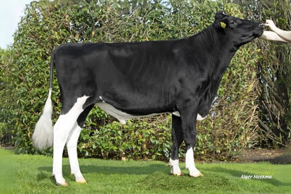 De zwartbonte Holstein Frysian stier Wideview Paw Patrol