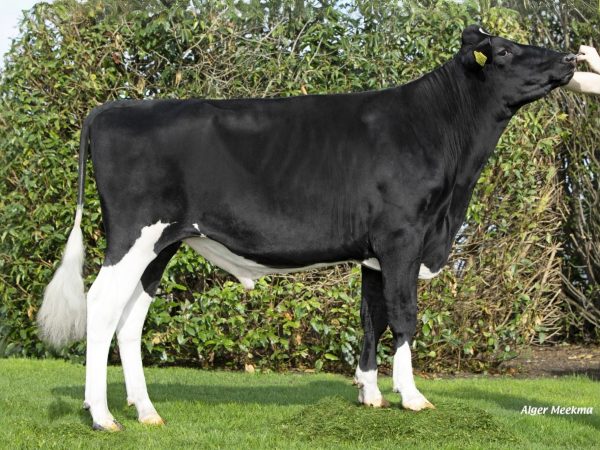 De zwartbonte Holstein Frysian stier Wideview Paw Patrol