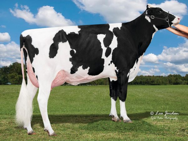 DAM Trent-Way Essay-ET van de roodbonte Holstein Frysian stier Trent-Way Exclusive-Red