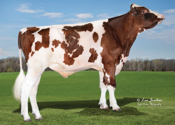 De roodbonte Holstein Frysian stier Trent-Way Exclusive-Red 785657