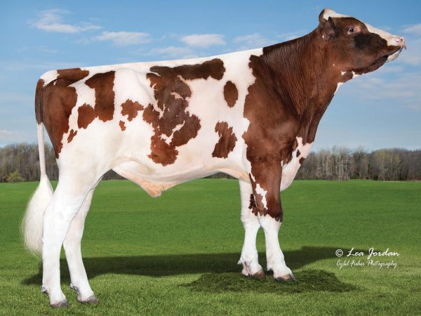 De roodbonte Holstein Frysian stier Trent-Way Exclusive-Red 785657