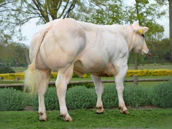 De Belgisch blauwe vlees stier Vekis Turbo 57321