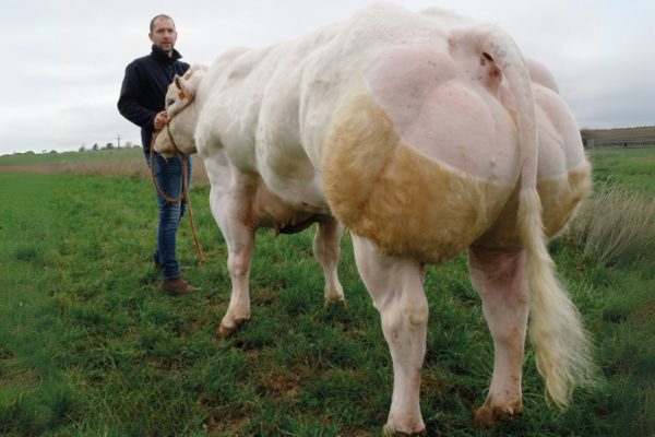 De luxe Belgisch blauwe stier Baigneur de Tohogne 782023