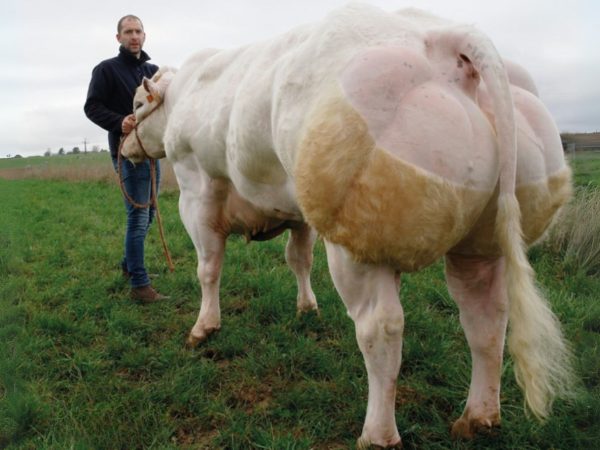 De luxe Belgisch blauwe stier Baigneur de Tohogne 782023