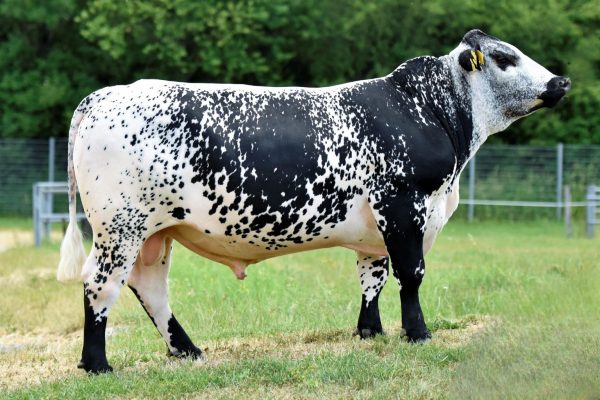 De Speckle Park stier BFG Loisl PP 785317