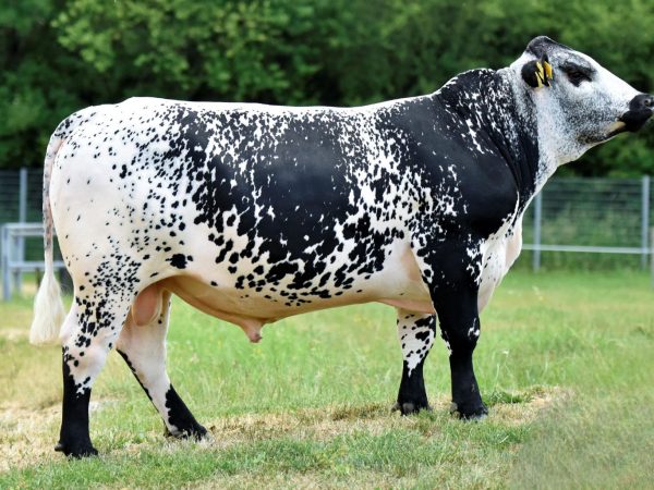 De Speckle Park stier BFG Loisl PP 785317
