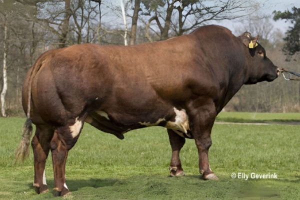 De Verbeterd Roodbont stier Baron van Eendenpoel 57124