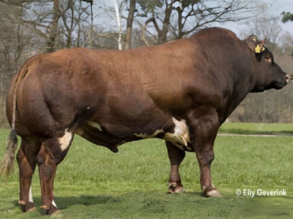 De Verbeterd Roodbont stier Baron van Eendenpoel 57124