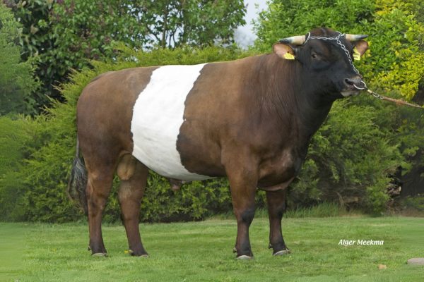De rood-wit Lakenvelder stier Blankvoort Klaas-Jan 361065