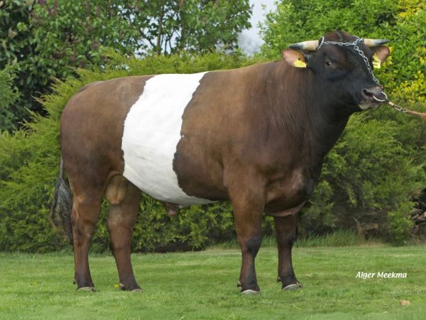 De rood-wit Lakenvelder stier Blankvoort Klaas-Jan 361065