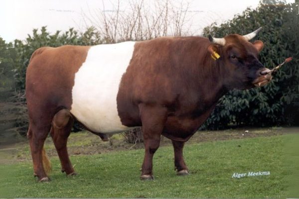 De rood-wit Lakenvelder stier Cor 36412