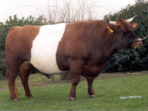 De rood-wit Lakenvelder stier Cor 36412