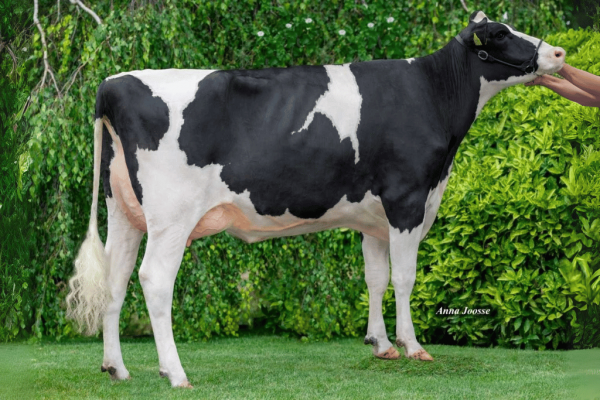 Zijaanzicht van Grootmoeder Jeans Jantina van Moeder Jeans Jantina 333 van Overgrootmoeder Jeans Jantina 281 van de zwartbonte roodfactor Holstein Frysian stier DG Erwin RF