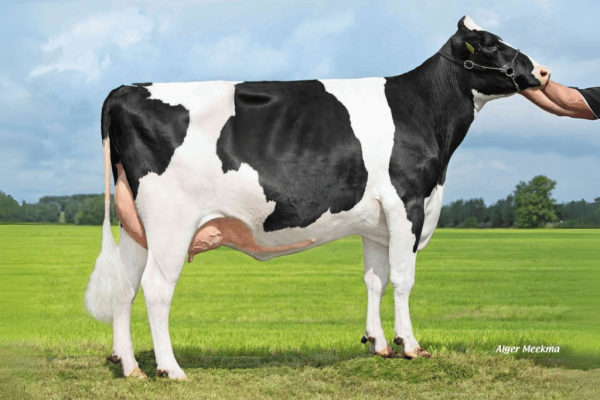 Zijaanzicht van moeder Jeans Jantina 333 van Overgrootmoeder Jeans Jantina 281 van de zwartbonte roodfactor Holstein Frysian stier DG Erwin RF