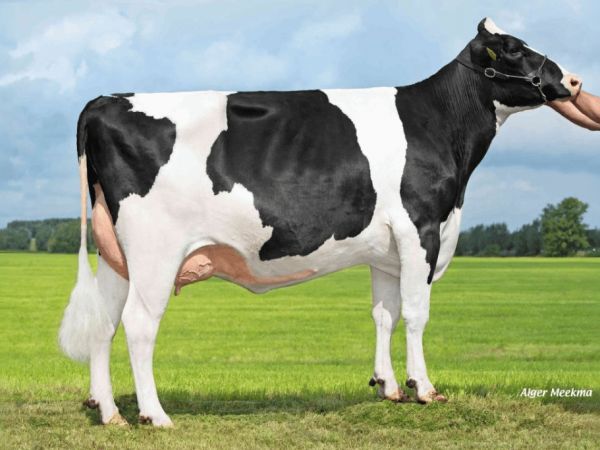 Zijaanzicht van moeder Jeans Jantina 333 van Overgrootmoeder Jeans Jantina 281 van de zwartbonte roodfactor Holstein Frysian stier DG Erwin RF