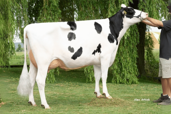 Zijaanzicht van Overgrootmoeder Jeans Jantina 281 van de zwartbonte roodfactor Holstein Frysian stier DG Erwin RF