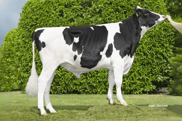 Zijaanzicht van de zwartbonte roodfactor Holstein Frysian stier DG Erwin RF