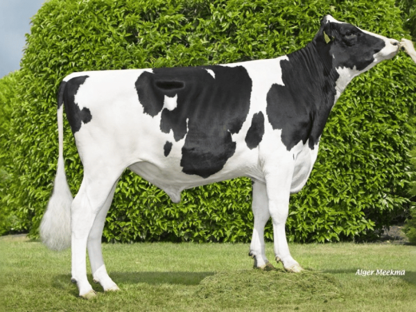 Zijaanzicht van de zwartbonte roodfactor Holstein Frysian stier DG Erwin RF