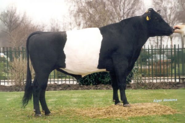 De zwart-wit Lakenvelder stier Golat 36360