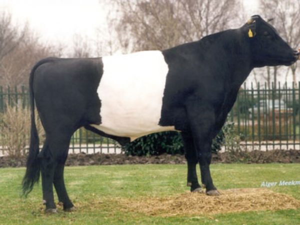De zwart-wit Lakenvelder stier Golat 36360