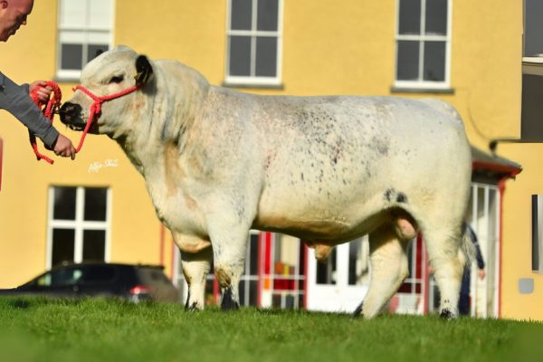 De Speckle Park stier Harper 783368