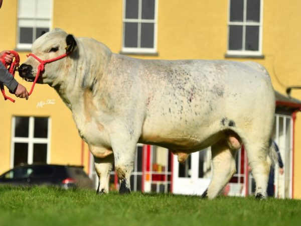 De Speckle Park stier Harper 783368