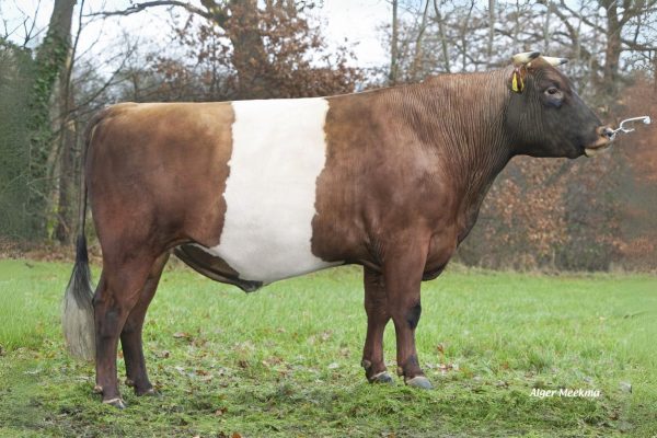 De rood-wit Lakenvelder stier Jelle's Jip 57298
