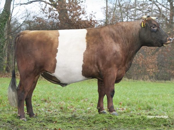 De rood-wit Lakenvelder stier Jelle's Jip 57298