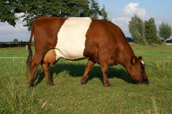 Lakenvelder runder ras klein