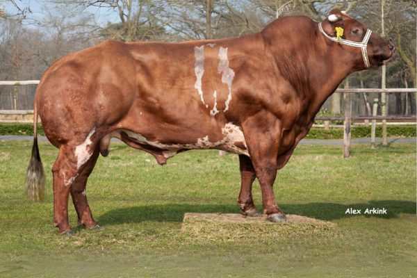 De Verbeterd Roodbont stier Leijenhorst 173 57217