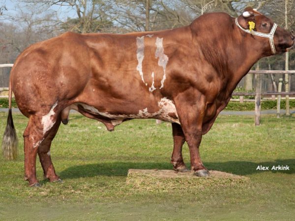 De Verbeterd Roodbont stier Leijenhorst 173 57217