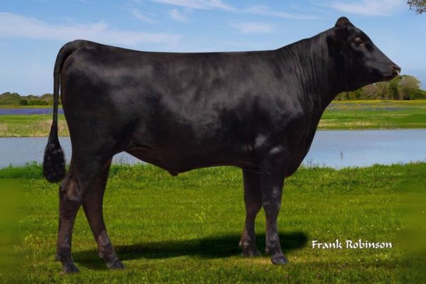 De Wagyu stier Lord of the Rings 545F 782968
