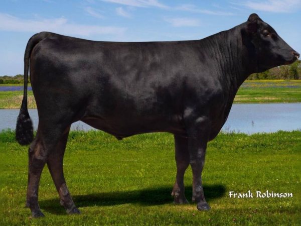 De Wagyu stier Lord of the Rings 545F 782968