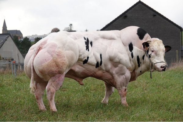 De luxe Belgisch blauwe stier Marlo van het Caloenhof 56000