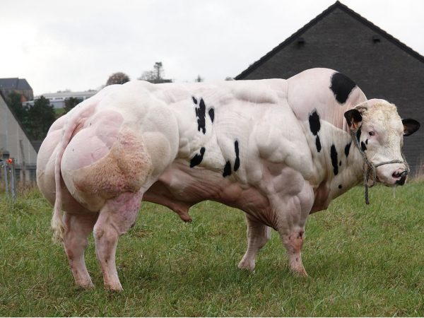 De luxe Belgisch blauwe stier Marlo van het Caloenhof 56000
