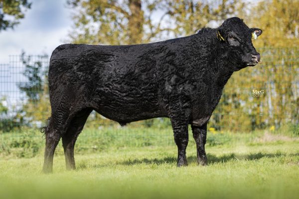 Wagyu stier Mr. Nanashi 783815