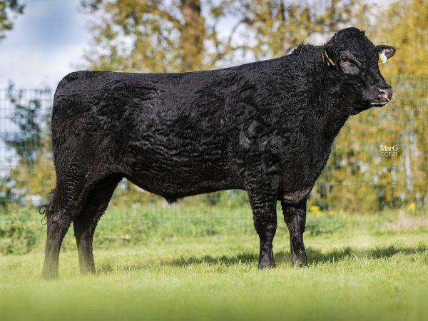 Wagyu stier Mr. Nanashi 783815