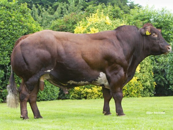 De Verbeterd Roodbont stier Norbert 821088