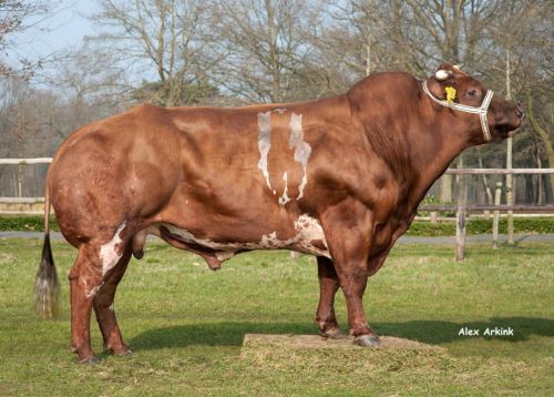 Verbeterd Roodbont Leijenhorst 173 klein