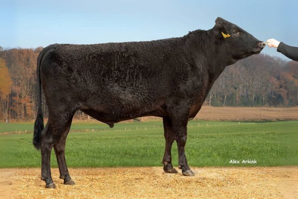 De Wagyu stier WFB Joker 387 783801
