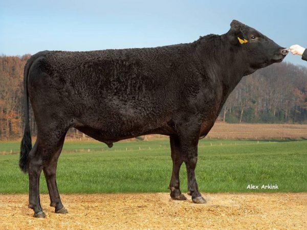 De Wagyu stier WFB Joker 387 783801