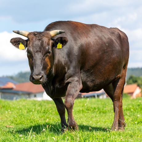 Wagyu stier