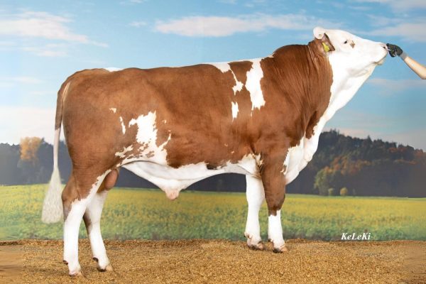 BFG Hachiko PS 786456 stier