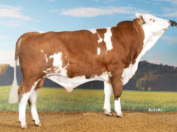 BFG Hachiko PS 786456 stier