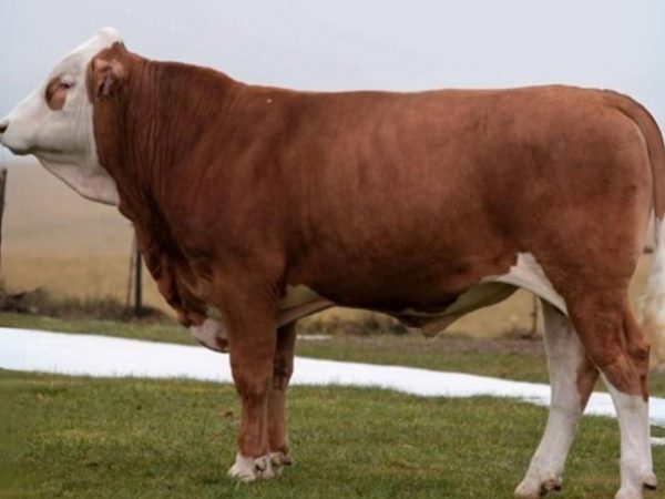 BFG Mordin PP 786458 stier