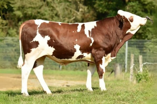 BFG Vechner PP 786197 stier