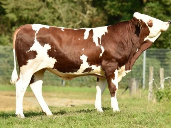BFG Vechner PP 786197 stier